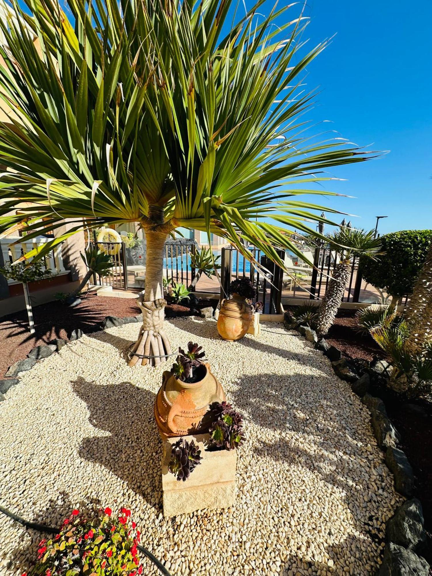 סן מיגל דה אבונה El Nautico Coral Suites מראה חיצוני תמונה
