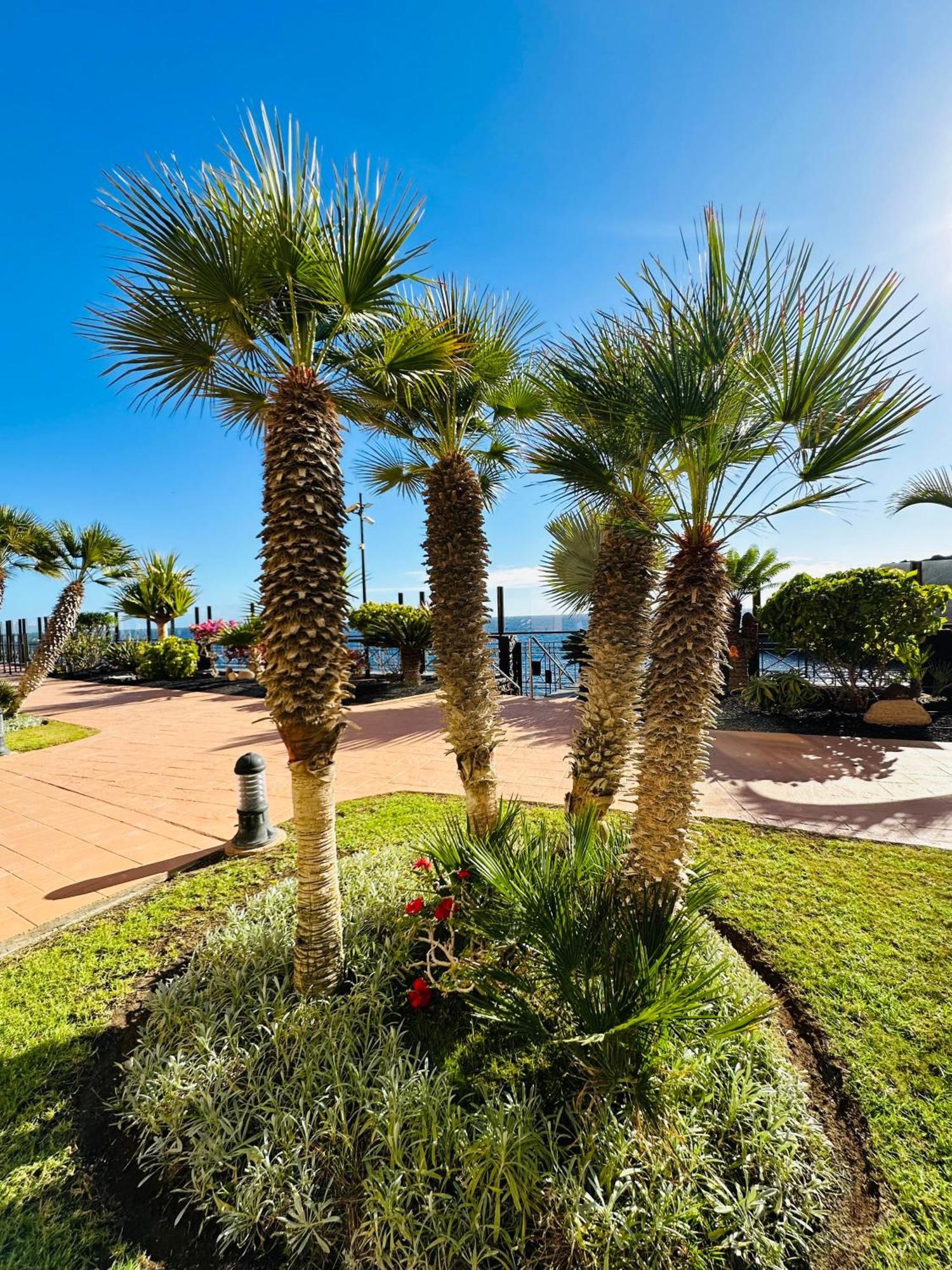 סן מיגל דה אבונה El Nautico Coral Suites מראה חיצוני תמונה